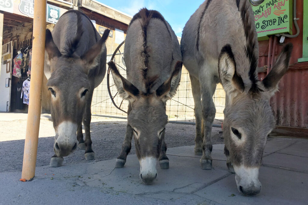 Oatman, Arizona Donkeys