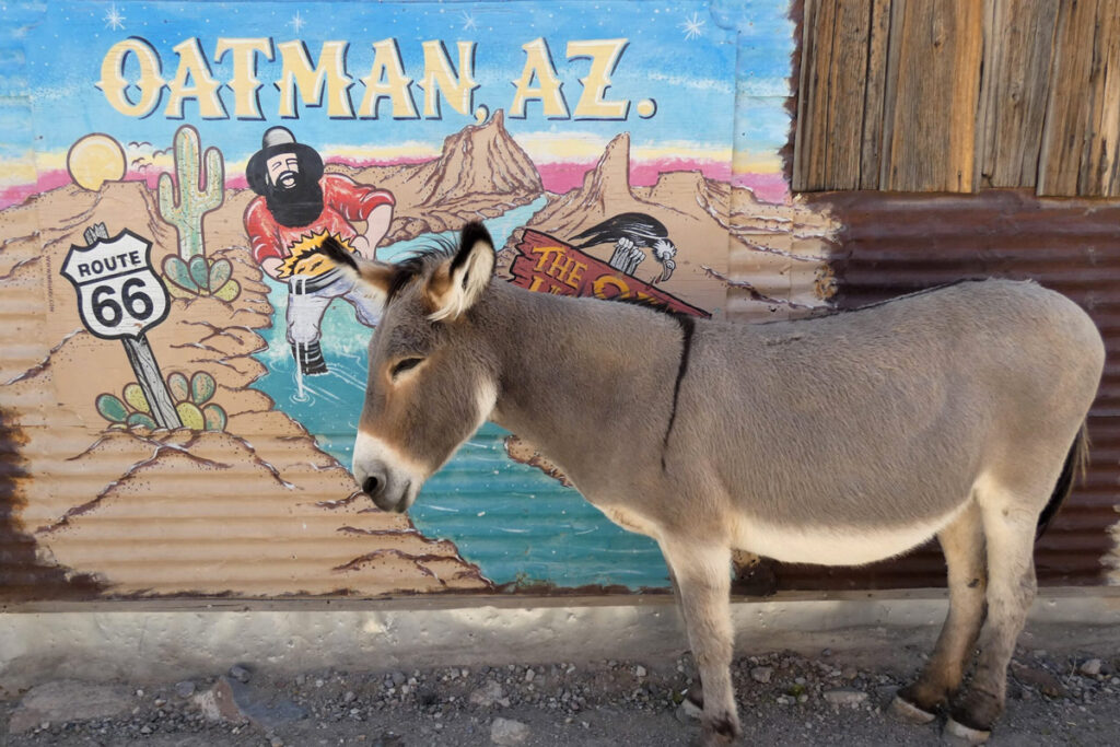 Day Trips from Laughlin: Oatman Ghost Town