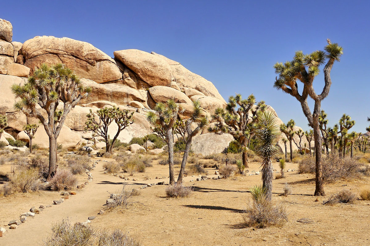 Mojave National Preserve - Wander Westward